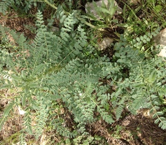 Astragalus macrocarpus