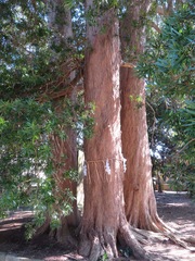 Podocarpus macrophyllus