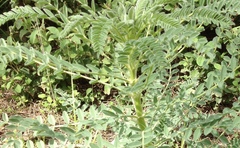 Astragalus macrocarpus