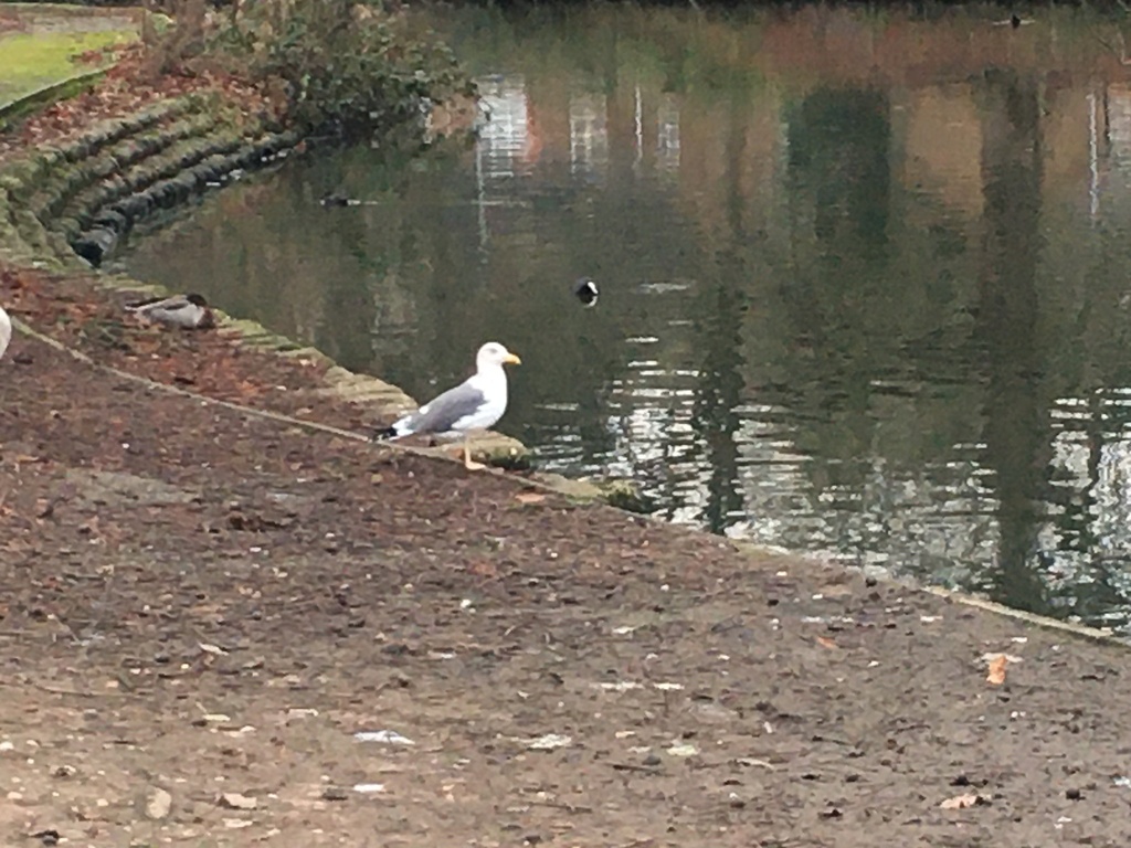 Lesser Blackbacked Gull from Shenley Fields Road, Birmingham, England
