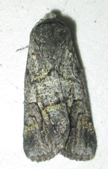 Leucochlaena aenigma