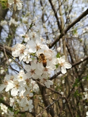 Apis mellifera