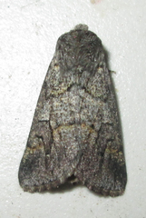 Leucochlaena aenigma