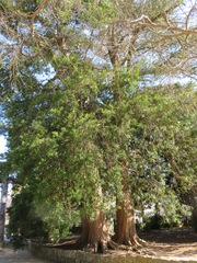 Podocarpus macrophyllus