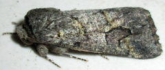 Leucochlaena aenigma