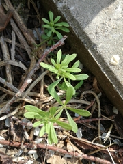 Galium aparine