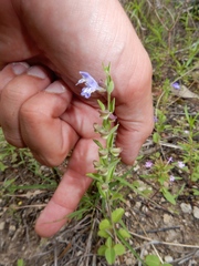 Scutellaria drummondii