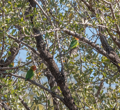 Lilian's Lovebird