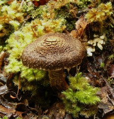 Cortinarius ursus
