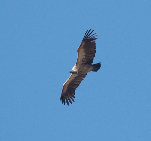 White-backed Vulture