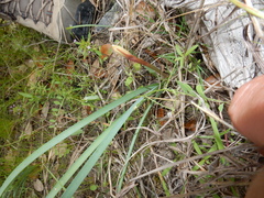 Zephyranthes drummondii