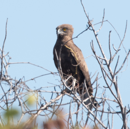 Brown Snake-Eagle