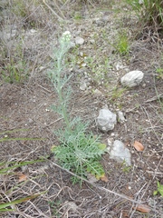 Hymenopappus