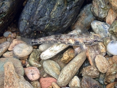 Protogobius photo 2