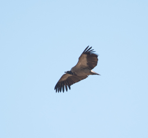 White-backed Vulture