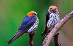 Lesser Striped Swallow photo 4