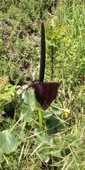 Arum palaestinum