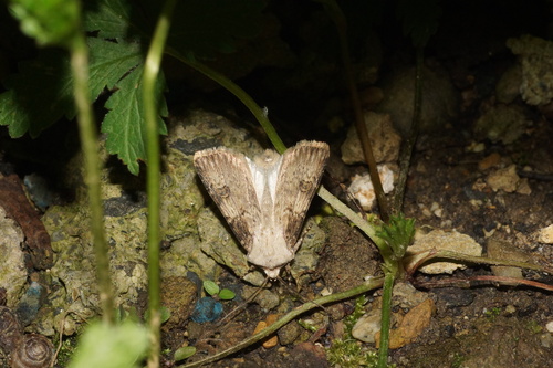 Agrotis puta
