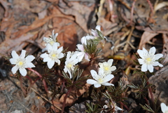 Anemonoides amurensis