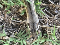 Cubophis cantherigerus