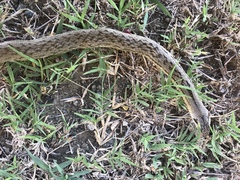 Cubophis cantherigerus