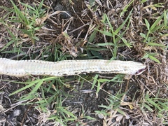 Cubophis cantherigerus