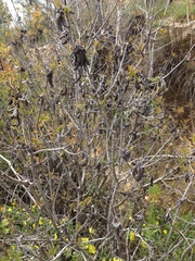 Pistacia terebinthus palaestina