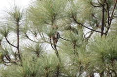 Dendrocopos major canariensis