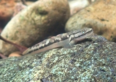 Chloe's Sicyopus photo 3