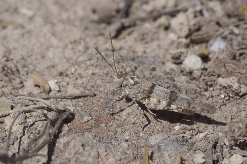 Gypsum Sand Grasshopper