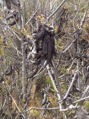 Pistacia terebinthus palaestina