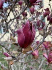Magnoliaceae