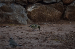 Fringilla coelebs canariensis