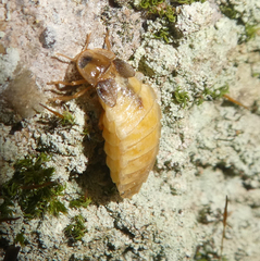 Lamprohiza mulsantii
