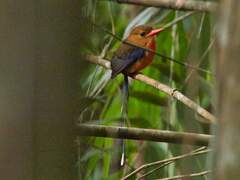 Brown-Headed Paradise-Kingfisher photo 4