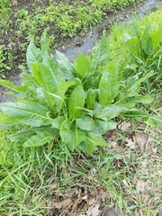 Rumex patientia