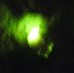 Lamprohiza mulsantii