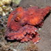 Callistoctopus luteus - Photo (c) uwkwaj,  זכויות יוצרים חלקיות (CC BY-NC), הועלה על ידי uwkwaj
