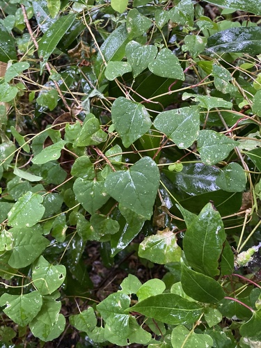 Rockroot (Agdestis clematidea)
