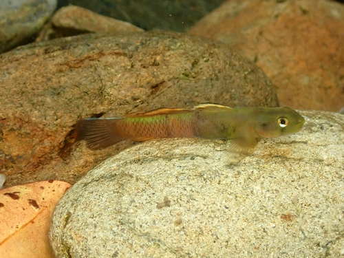 Lagoon goby (Sicyopus zosterophorus) — Gobiidae — 5