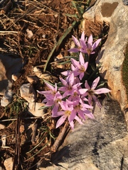 Colchicum hungaricum
