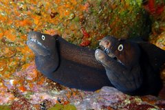 Black Moray photo 4