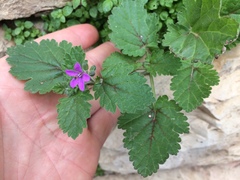 Erodium malacoides