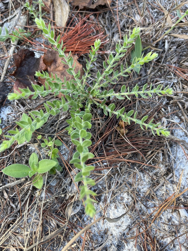 Nodding Pinweed from Rye Wilderness Trail, Parrish, FL, US on December ...