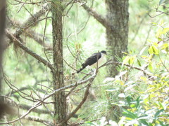 Accipiter striatus chionogaster