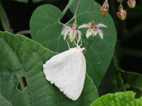 Mottled Emigrant