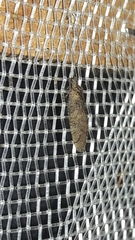 Nusalala tessellata