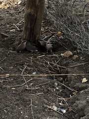 Estrilda troglodytes