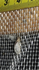 Nusalala tessellata