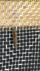 Nusalala tessellata